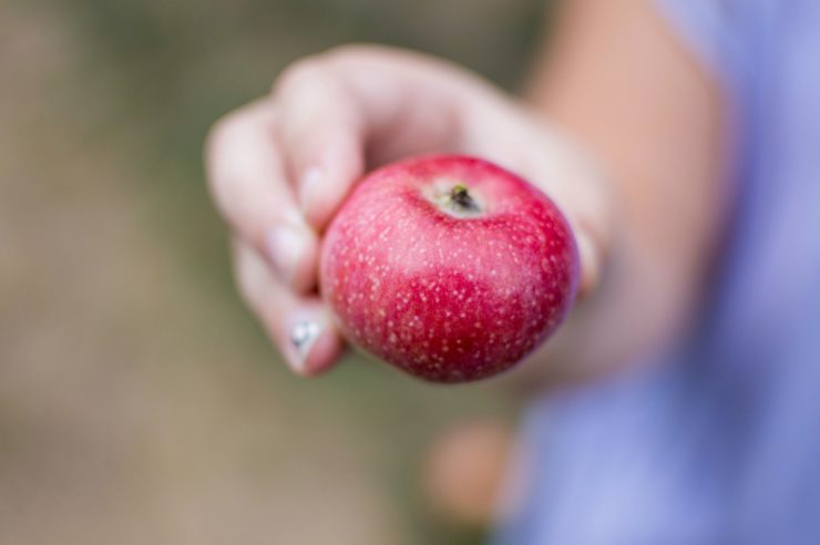 Apple Picking Russell Orchards