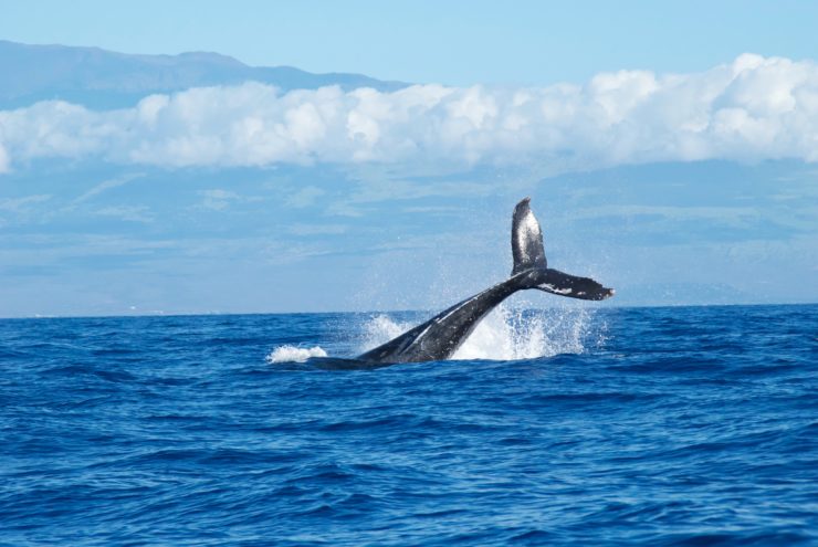 ocean-friendly restaurants Hawaii sustainable tourism