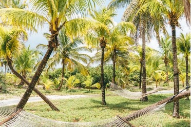 A grassy area is pictured, with numerous palm trees and hammocks hung between the trees.