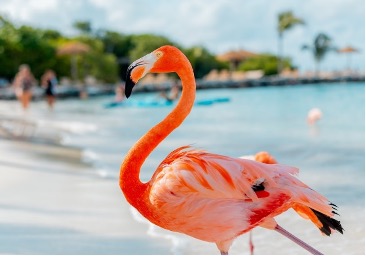 A close-up image of a flamingo on the beach.