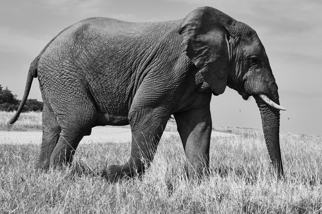 an African elephant